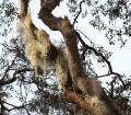 IMG_2020 spanish moss